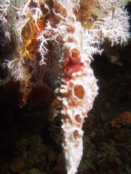 I love this mixture of corals and sponges.
Taken with a ... by Yves Antoniazzo 